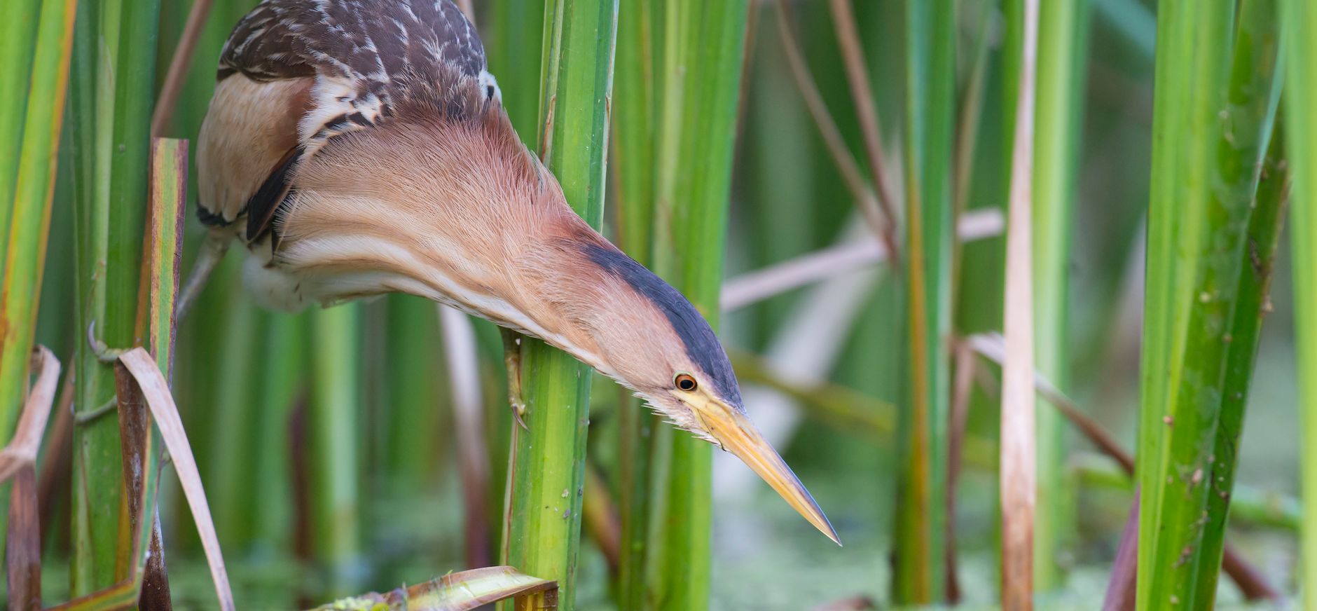 Woudaap tussen het riet