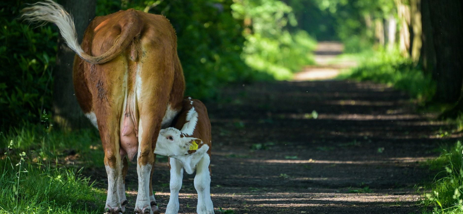 herefords Witte Veen herefords Witte Veen