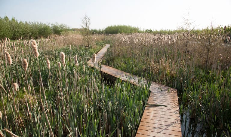 Steiger in riet