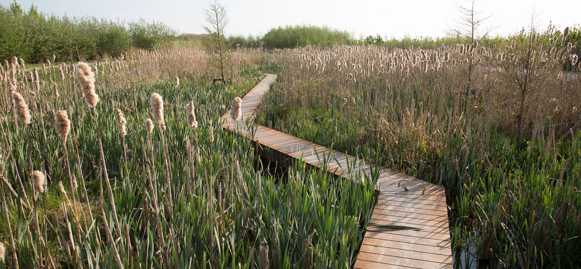 Steiger in riet