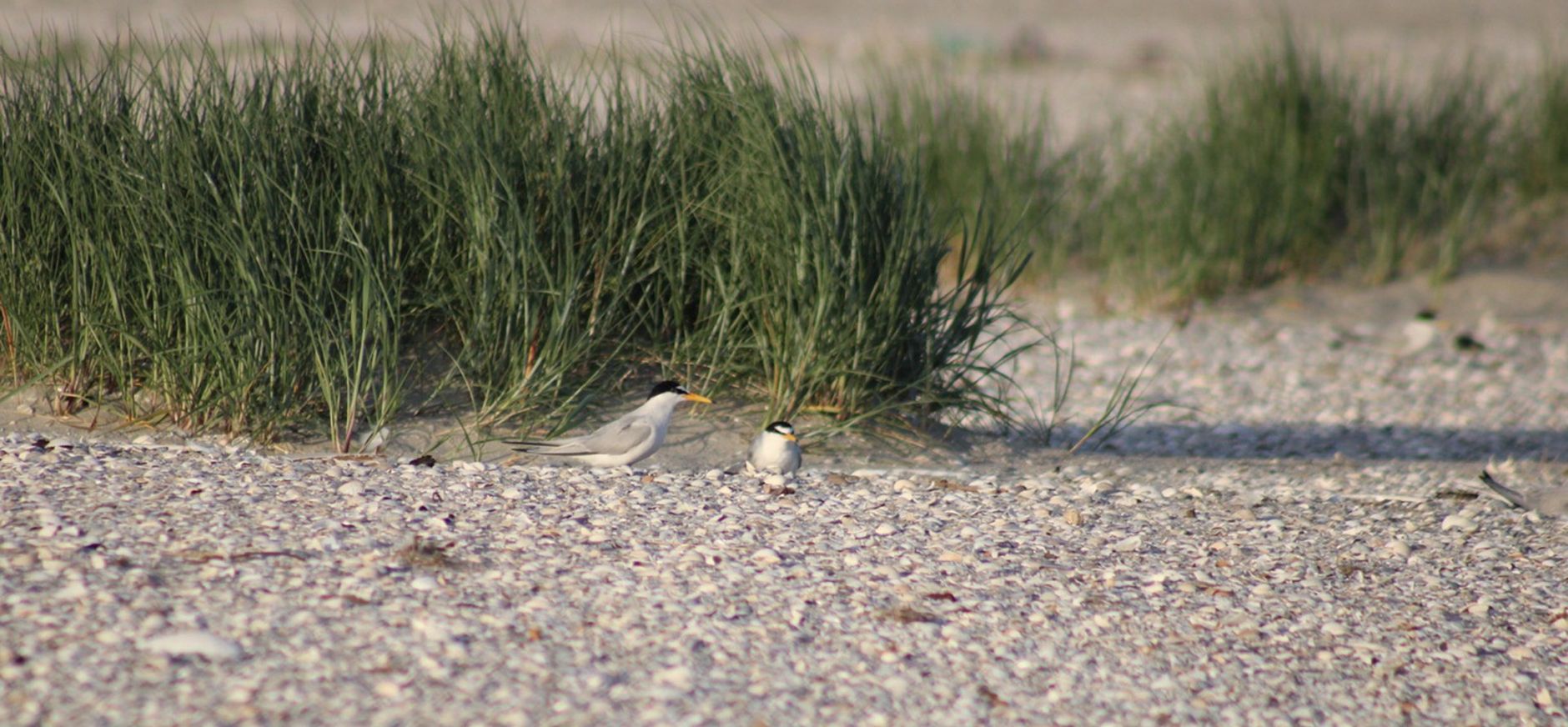 Dwergsterns op het strand van Griend