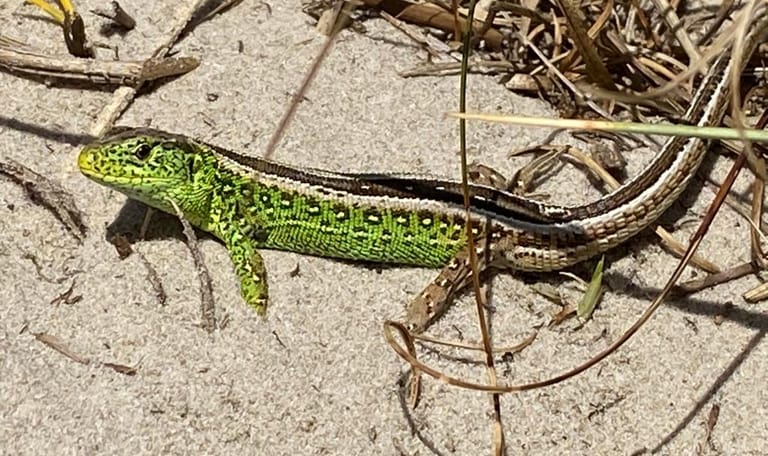 Zandhagedis 