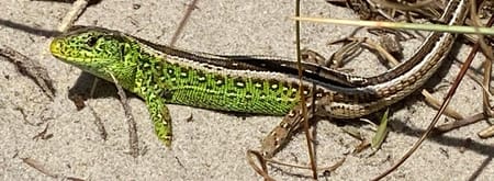 Zandhagedis 