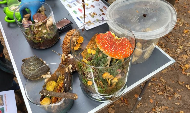 Leer meer over paddenstoelen bij de boswachterskar op Plantloon Leer meer over paddenstoelen bij de boswachterskar op Plantloon