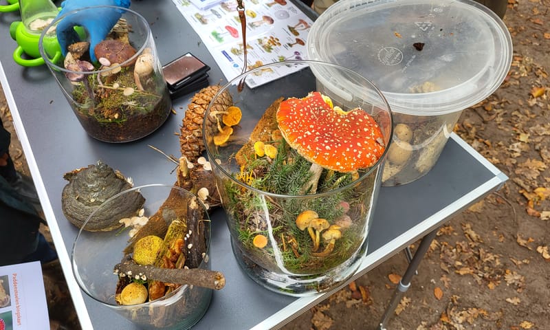 Leer meer over paddenstoelen bij de boswachterskar op Plantloon