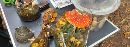 Leer meer over paddenstoelen bij de boswachterskar op Plantloon Leer meer over paddenstoelen bij de boswachterskar op Plantloon