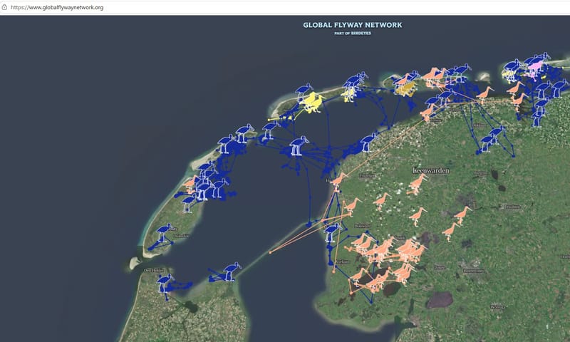 Via Global Flyway Network kunnen alle gezenderde lepelaars online gevolgd worden.