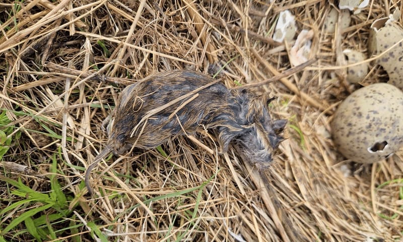 Uitgebraakte rosse woelmuis