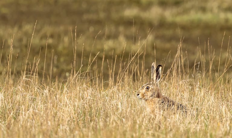 Wandelen met de boswachter Haas in het gras in het natuurgebied