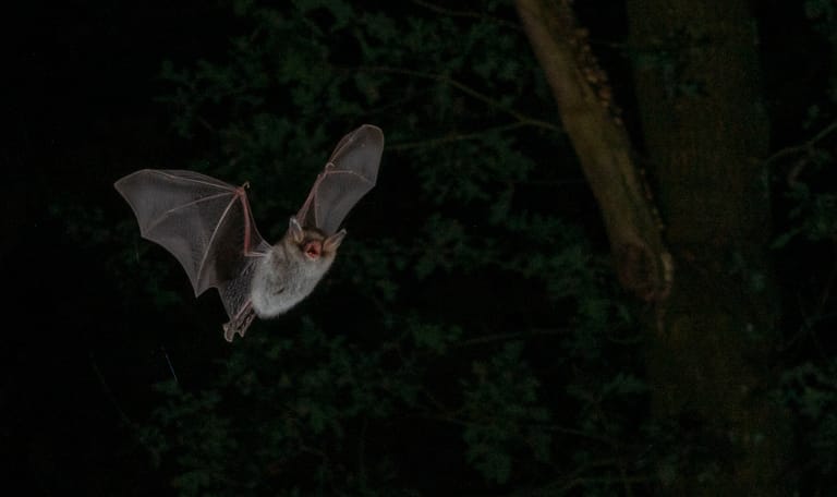 Vliegende Franjestaart Afbeelding van een vliegende vleermuis (Franjestaart) in de donkere nacht