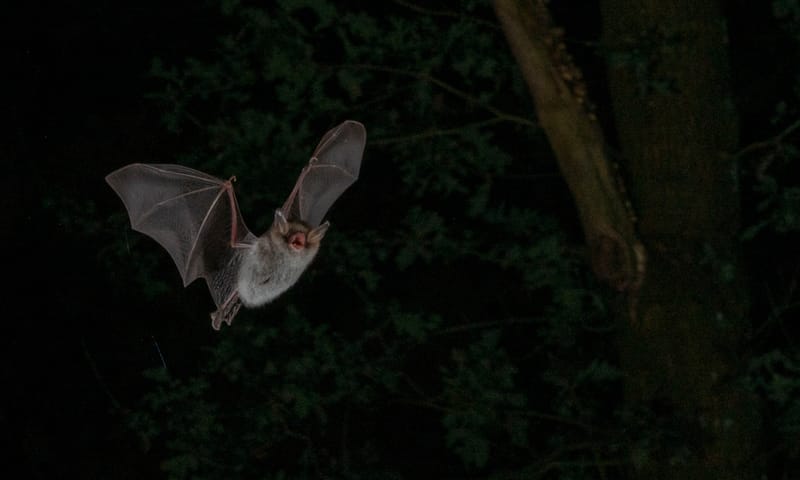 Afbeelding van een vliegende vleermuis (Franjestaart) in de donkere nacht