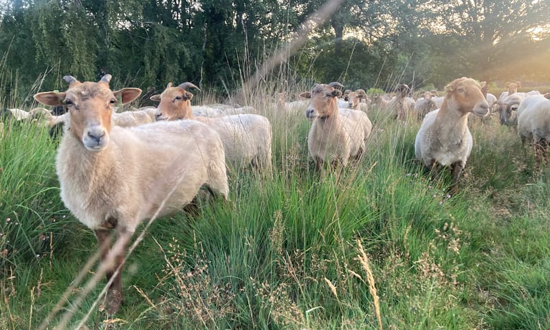 Drentse heideschapen