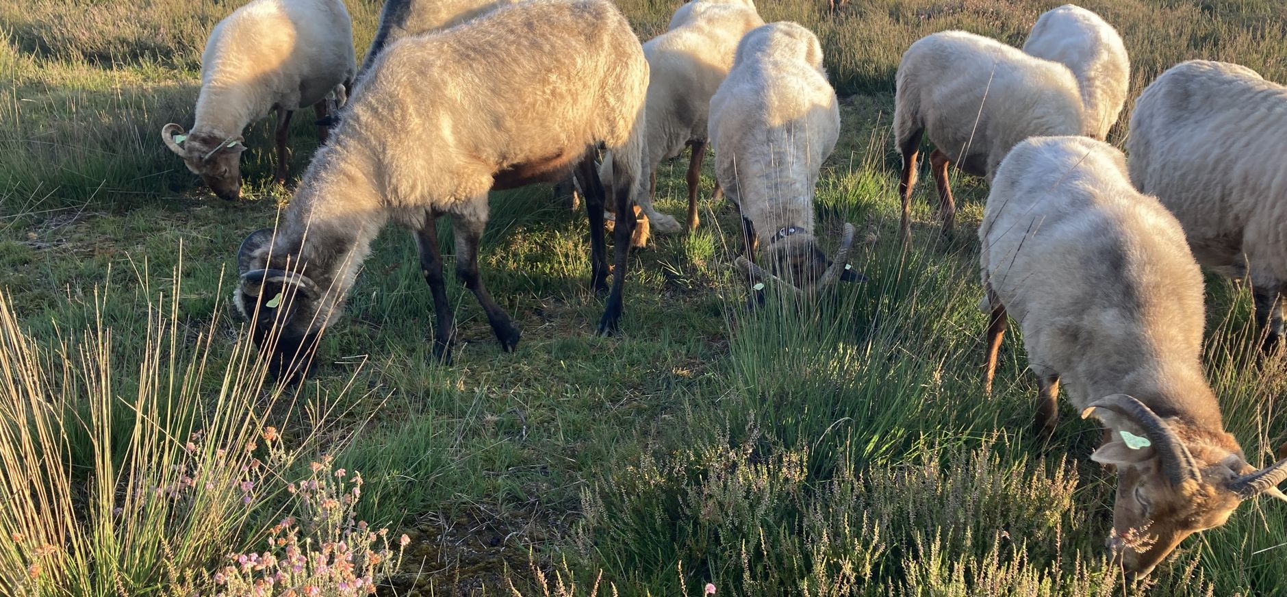 Schaapskudde Dwingelderveld