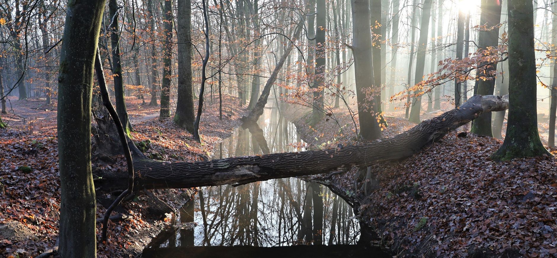Leuvenumse bos