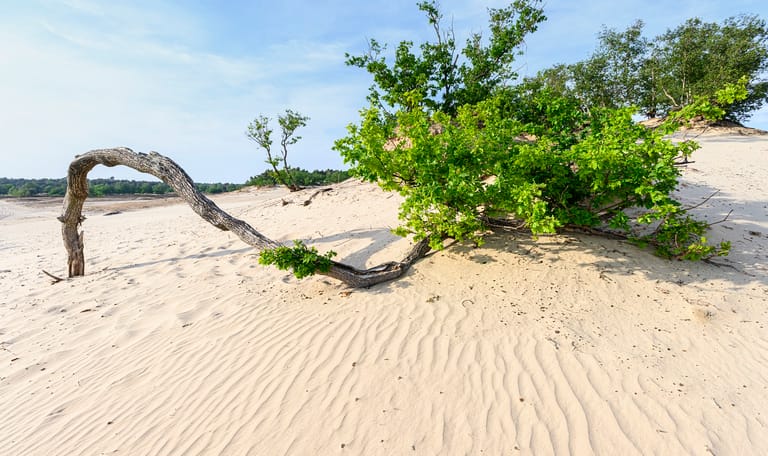 Loonse en Drunese duinen