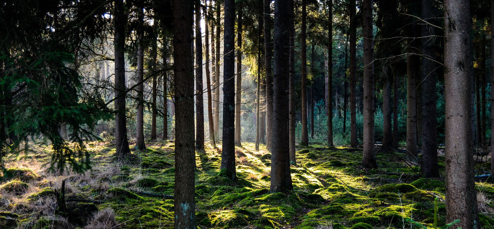 Bos Huis ter Heide Bos Huis ter Heide
