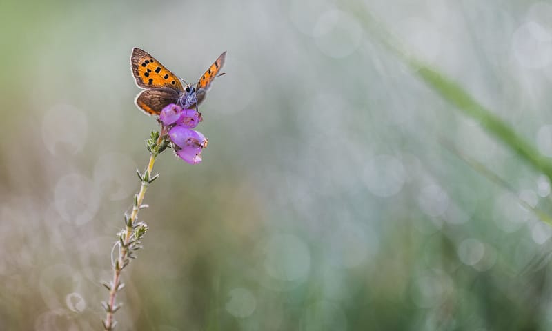 Kleine vuurvlinder