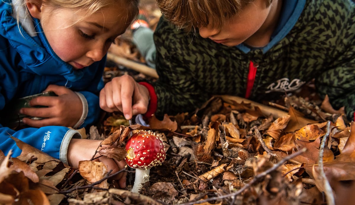 Kind bekijkt een paddenstoel in het bos