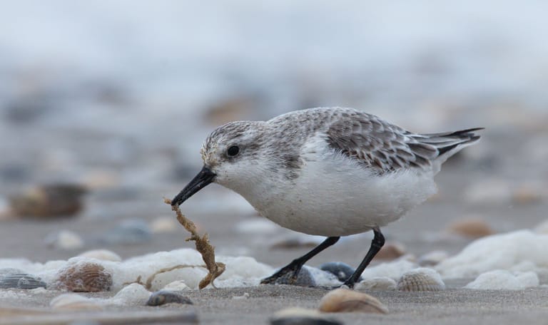Strandloper Strandloper