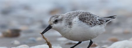 Strandloper Strandloper