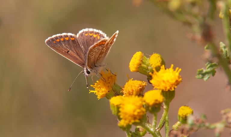 Vlinder op bloem Vlinder