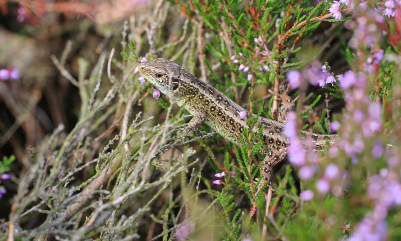 Zandhagedis op heide