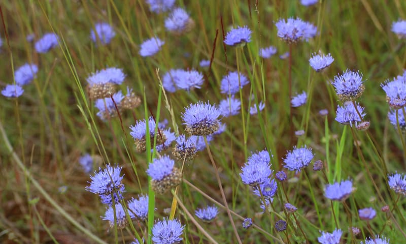 Zandblauwtje Zandblauwtje