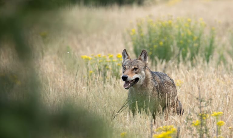 Wolf op Planken Wambuis