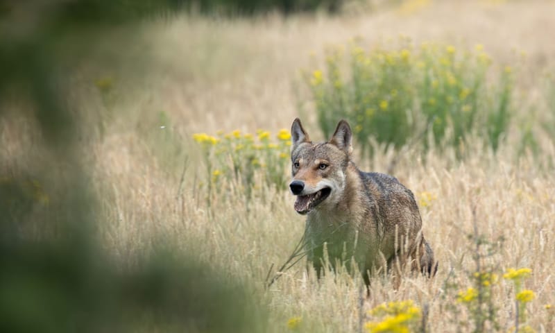 Wolf op Planken Wambuis