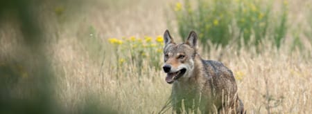 Wolf op Planken Wambuis