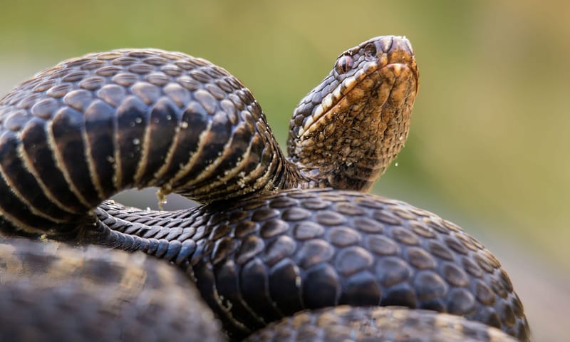 Adder