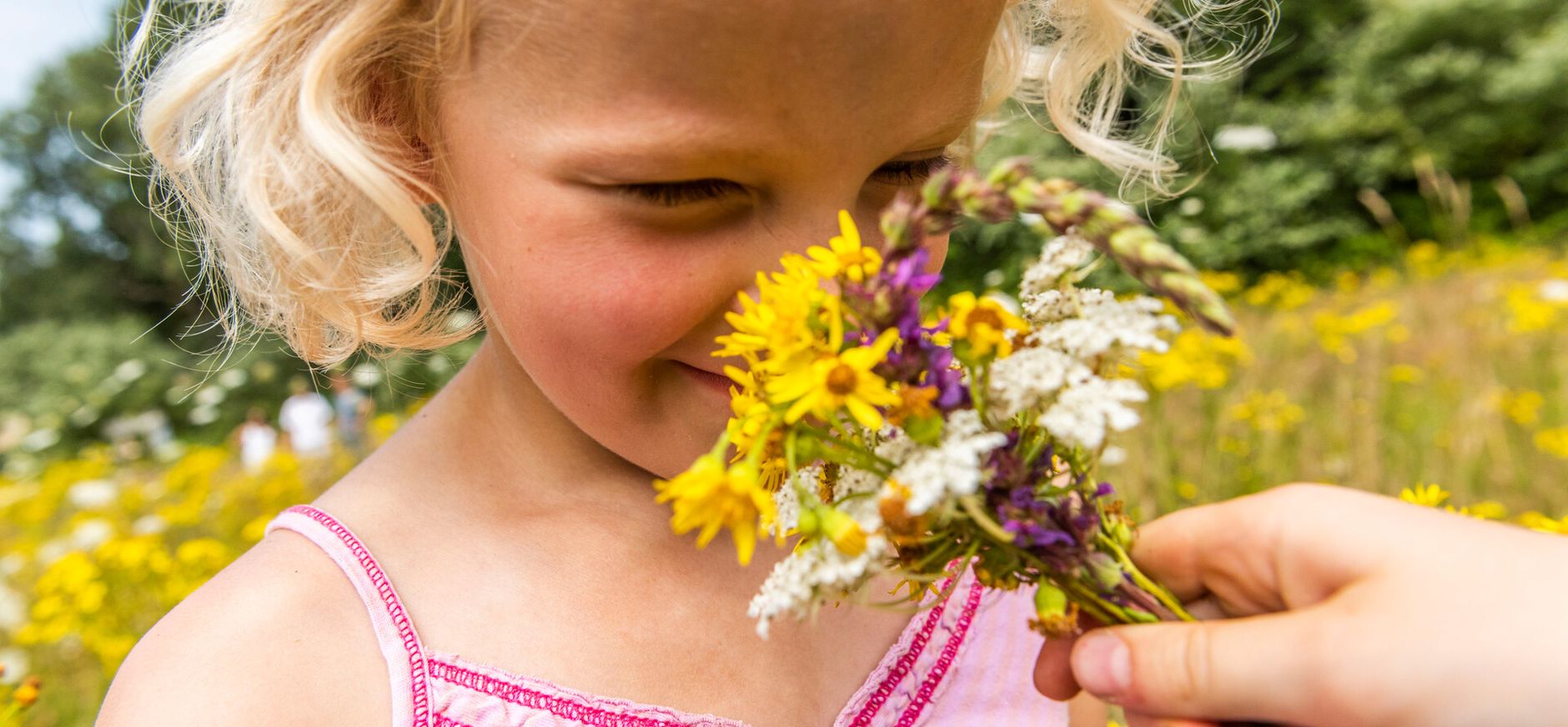wilde bloemen zomer zoemers