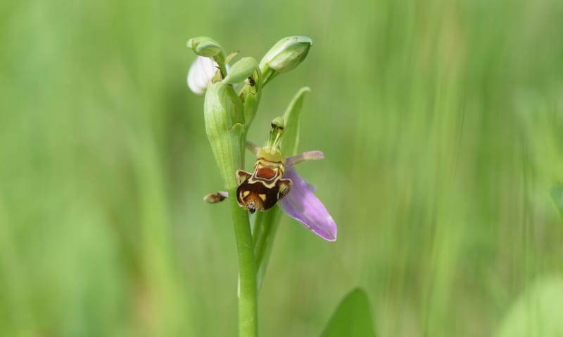 Bijenorchis
