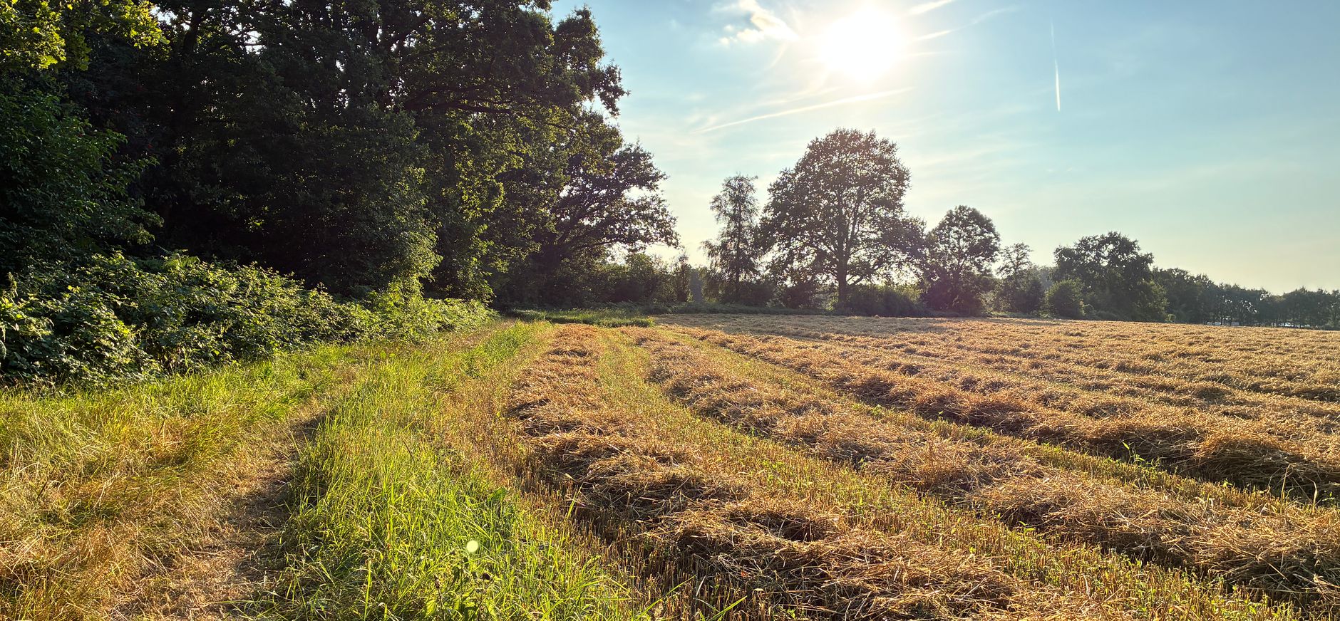 Grasland langs het Oldenallerpad