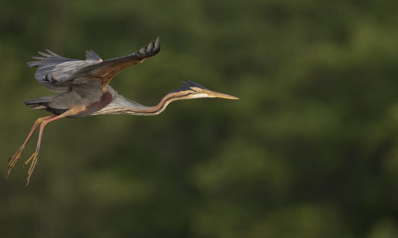 Vliegende purperreiger Vliegende purperreiger