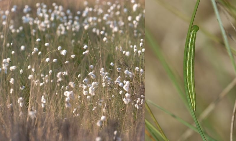 Rups veenhooibeestje met waardplant