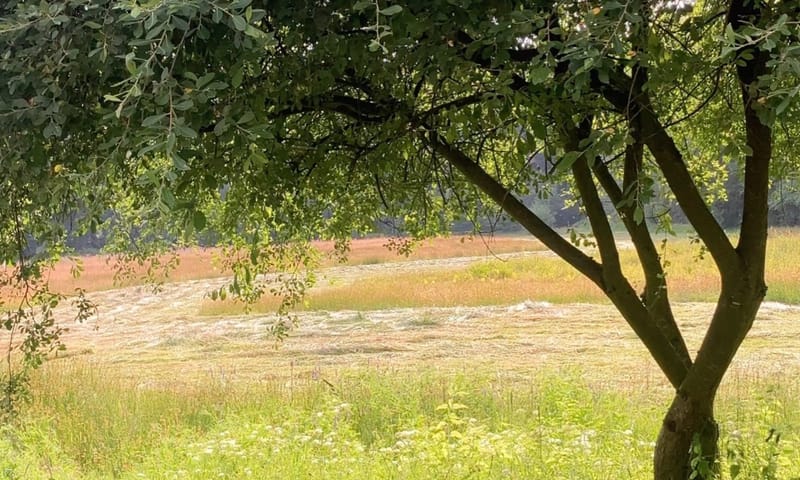 Maaien erve Middelkamp