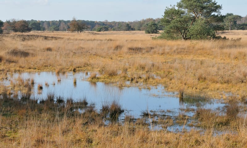 Ven op de Oude Buisse Heide Ven op de Oude Buisse Heide