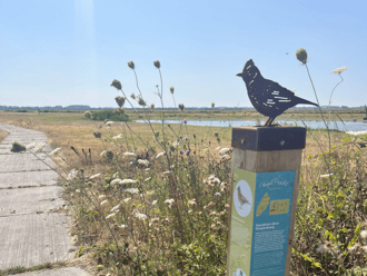 veldleeuwerik startpunt Vogelpracht