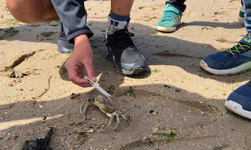 Speuren op het strand