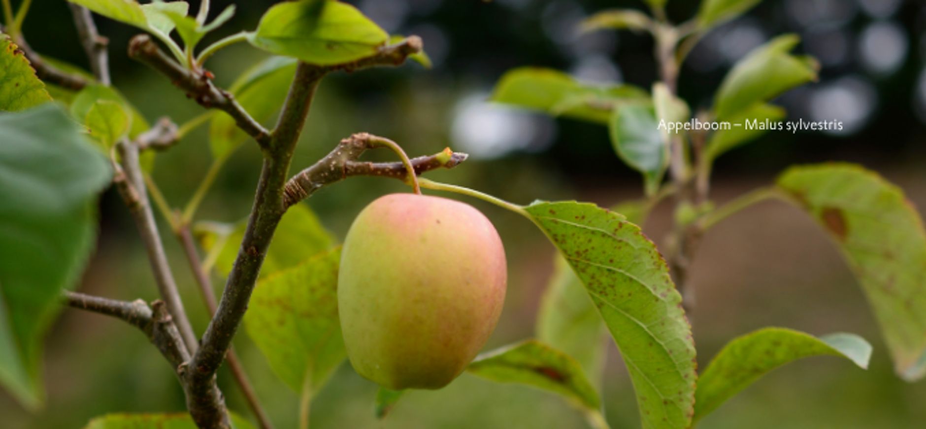 Appelboom