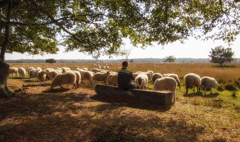 Schaapherder Boris van Hooij op de Kampina