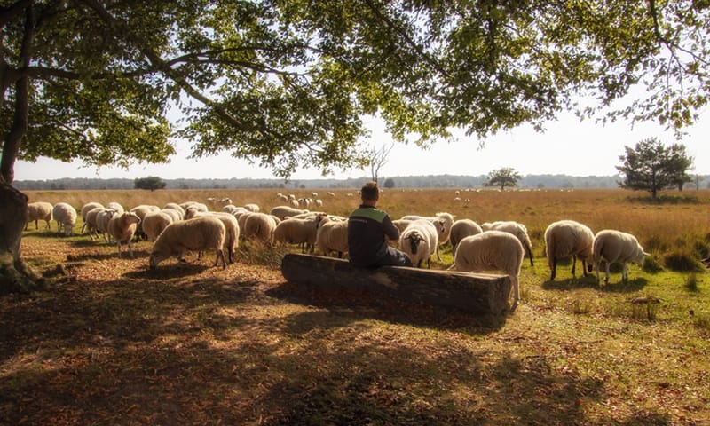 Schaapherder Boris van Hooij op de Kampina