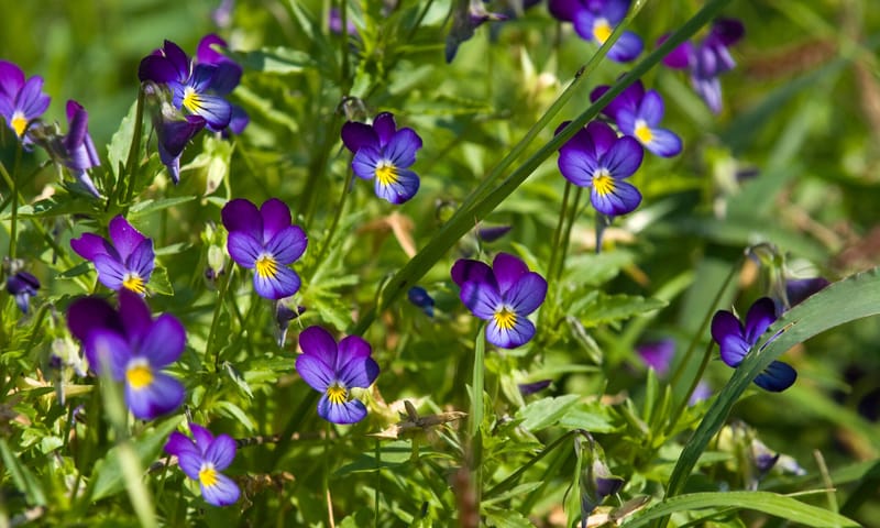 Driekleurige viooltjes