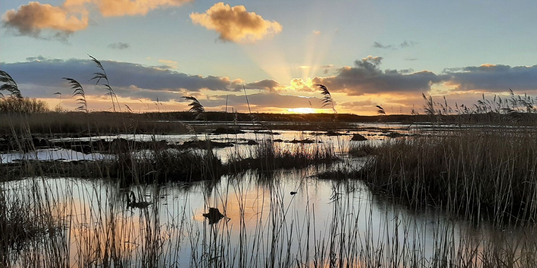 Zonsondergang in Zwanenwater, met riet en water