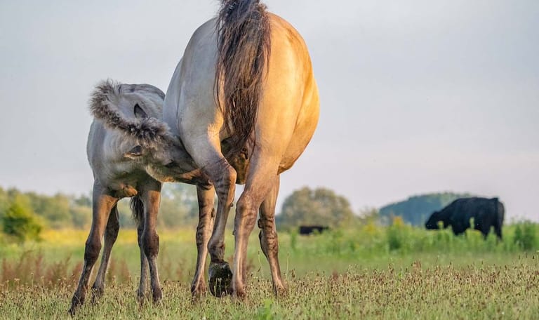 Grote grazers op het eiland