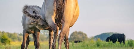 Grote grazers op het eiland