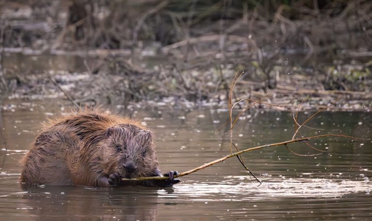 Beversporen in de schemer op Tiengemeten