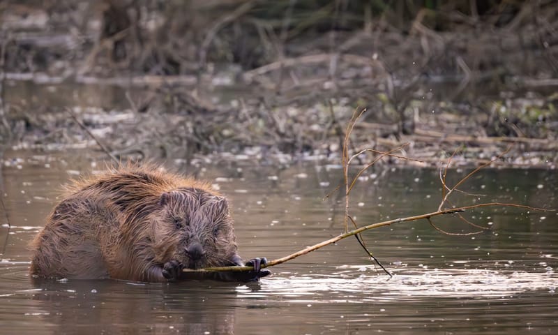 Beversporen in de schemer op Tiengemeten