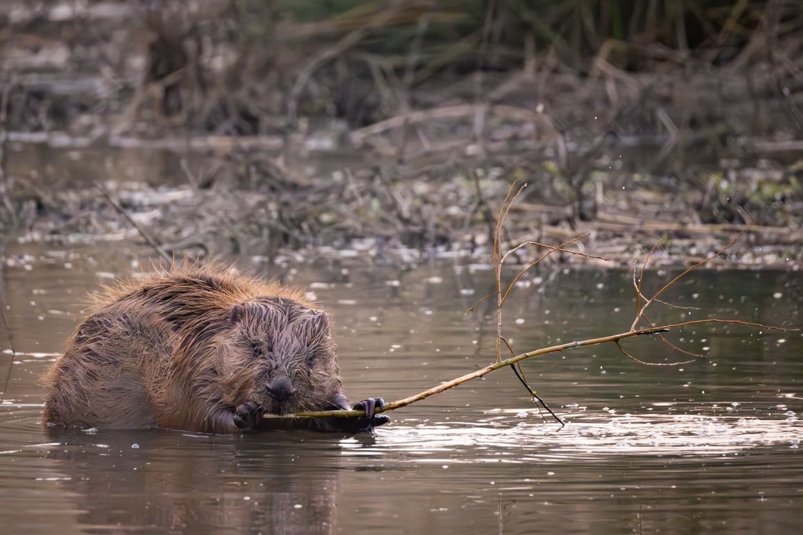 Beversporen in de schemer op Tiengemeten